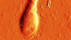 Snímek sperime ze speciálního mikroskopu atomových sil Snímek sperime ze speciálního mikroskopu atomových sil