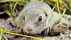 Syslové mají ve Vlašimi veškerý možný komfort - předvrtané nory a každý den k... Syslové mají ve Vlašimi veškerý možný komfort - předvrtané nory a každý den k...