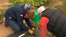 Ludmila Dušková radí, jak sázet jahody do fólie, Láďa Hruška přihlíží. Ludmila Dušková radí, jak sázet jahody do fólie, Láďa Hruška přihlíží.