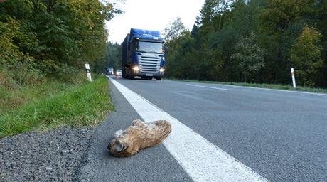 Ochránci pírody navrhují na kritických úsecích cest sníení rychlosti.