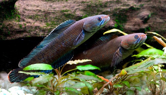 Chodící ryba z eledi hadohlavcovitých, kterou objevili vdci v Himaláji.