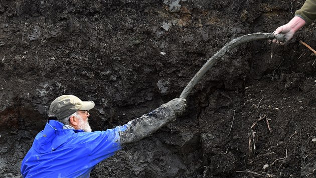 Farm v Michiganu vykopal na svm pozemku pozstatky mamuta. Paleontolog Daniel Fisher dr v ruce ebro mamuta. (1. jna 2015)