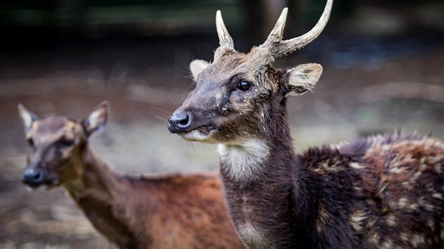 Sambar skvrnit (lat. Rusa alfredi)