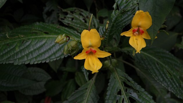 Vdci za est let v Himalji objevili na 133 novch druh rostlin.