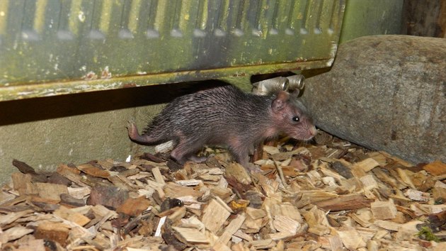Hlodavci osinci afrit v Zoo ve Dvoe Krlov nad Labem maj potomka, narodil se na zatku z 2015.