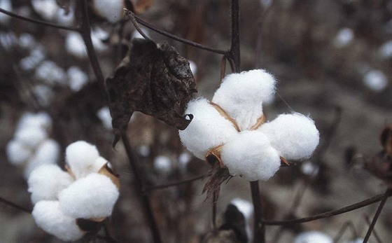 Uzbekistán je estým nejvtím producentem bavlny na svt.