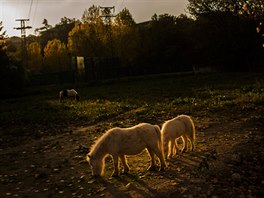 ROMANTIKA . Dva poníci se pasou na poli poblí panlské Pamplony, zatímco...