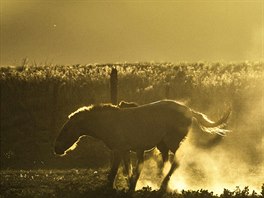 FILIP SINGER, EPA: Nvrat divokch kon, Mongolsko, ervenec 2015 - Po 36...