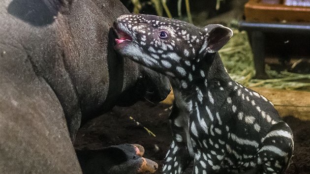 Ve tvrtek rno (15. 10. 2015) se v Zoo Praha narodilo samici tapra abrakovho Indah zdrav siln mld. Flky m trochu jako dalmatin, jen obrcen: svtl na tmavm podkladu. 