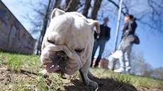Jihočeská města mají vyhlášky, které upravují volný pohyb psů. Jihočeská města mají vyhlášky, které upravují volný pohyb psů.