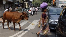 V Indii narstá poet konflikt mezi muslimy a hinduisty kvli konzumaci...