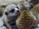trnáctidenní mláata surikat v praské zoologické zahrad.