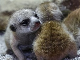 Čtrnáctidenní mláďata surikat v pražské zoologické zahradě. Čtrnáctidenní mláďata surikat v pražské zoologické zahradě.