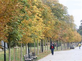 Obnovenou olomouckou Rudolfovu alej ek velk kcen. Stromy toti napadla...