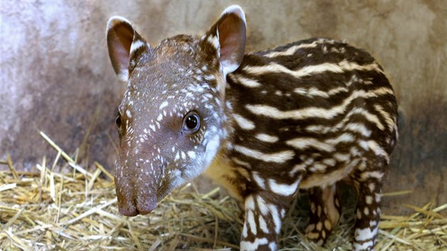 Mld tapra v jihlavsk zoologick zahrad.