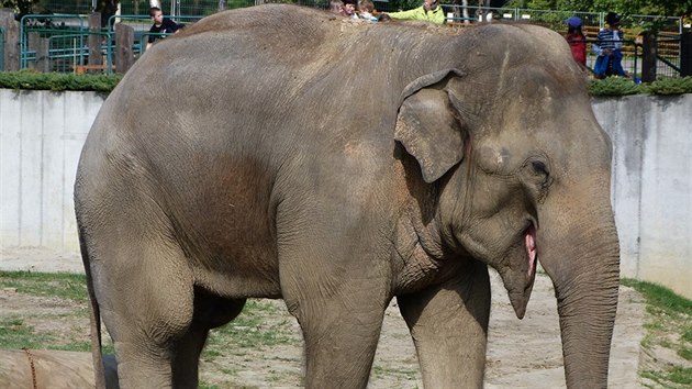 Devtadvacetilet Calvin byl ve sv dob jedinm slonm samcem ostravsk zoologick zahrady.