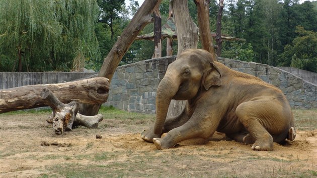 Devtadvacetilet Calvin byl ve sv dob jedinm slonm samcem ostravsk zoologick zahrady.