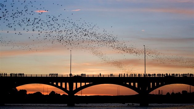 Austin, Texas, hejna netopr