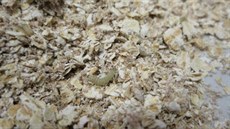 Larva v ovesných vločkách. Larva v ovesných vločkách.