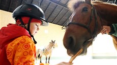 Kontakt s koňmi napomáhá k lepší fyzické i psychické pohodě pacientů. Kontakt s koňmi napomáhá k lepší fyzické i psychické pohodě pacientů.