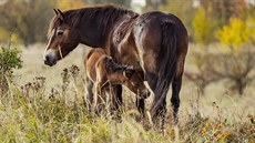 Klisna se po dvou dnech intenzivní veterinární pée vrací i s híbtem na pastviny u Milovic. Te budou potebovat hlavn klid, proto odborníci prosí veejnost, aby návtvu u koní lidé odloili na pozdji.  