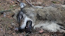 Mrtvé zvíře našli 6. října v lesích u Brenné na Českolipsku. Zřejmě ho... Mrtvé zvíře našli 6. října v lesích u Brenné na Českolipsku. Zřejmě ho...