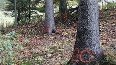 Někomu záleželo na tom, aby se stromy, které ještě měly růst, vytěžily. Někomu záleželo na tom, aby se stromy, které ještě měly růst, vytěžily.