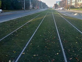 V zatravnném tramvajovém tlese jsou bezlábkové kolejnice. Z pohledu laika...