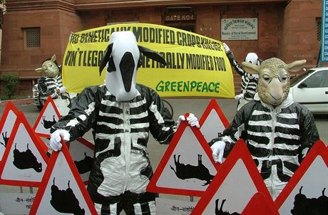 Protest indické odnoe hnutí Greenpeace proti geneticky modifikovaným...