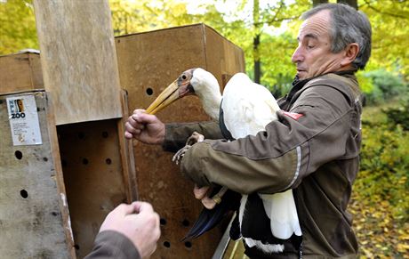 Oetovatelé zlínské zoo pesthovali nesyty bílé z venkovních voliér do...