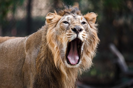 Samec Jamvan v zoologické zahrad Sakkarbaug.