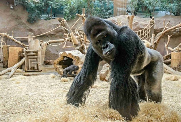 Richard je vedoucím gorilí skupiny v praské zoo.