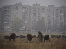 Stdo krav u msta Jenakijevo na vchod Ukrajiny (25. jna 2015)