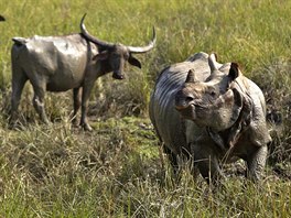 JEDNOROEC. Nosoroec indický se pase spolu s buvoly pase v indické rezervaci...