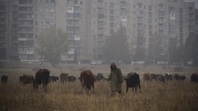 Stdo krav u msta Jenakijevo na vchod Ukrajiny  (25. jna 2015)
