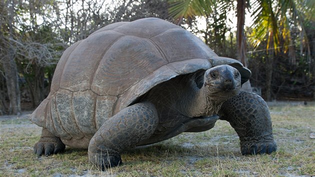 elva obrovsk je ctyhodn tvor. A nejen dky a 300 kilogramm sv vhy.