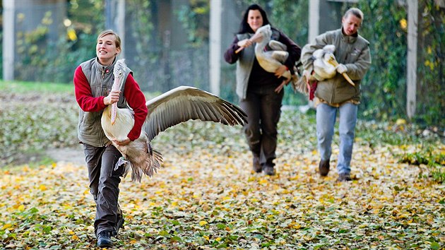 Oetovatel ve dvorsk zoo vce ne ticet ptk s mohutnm zobkem chytili bhem hodiny (4.11.2015).