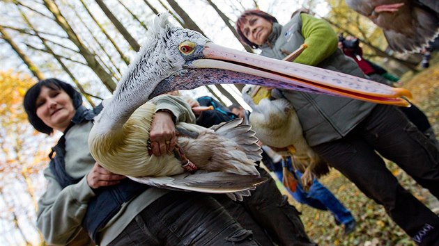 Oetovatel ve dvorsk zoo vce ne ticet ptk s mohutnm zobkem chytili bhem hodiny (4.11.2015).