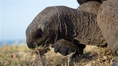 Právě při pastvě jsou želvy schopny zapomenout na okolní svět. Pokud hodují na... Právě při pastvě jsou želvy schopny zapomenout na okolní svět. Pokud hodují na...