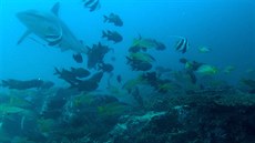 Z natáčení života pod hladinou u korálového atolu Aldabra. Z natáčení života pod hladinou u korálového atolu Aldabra.