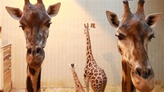 Žirafy v liberecké zoo. Žirafy v liberecké zoo.