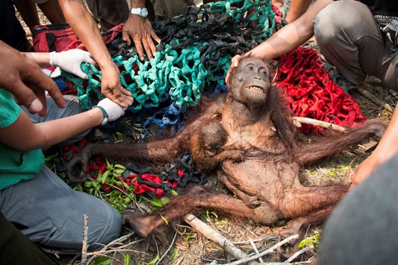 Samici orangutana s mládtem se podailo uniknout z hoícího pralesa, nicmén...