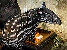 asem zane mlád tapíra abrakového mnit svou barvu.