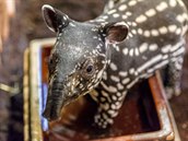 Chovatelé potvrdili, e mlád tapíra abrakového je kluk.