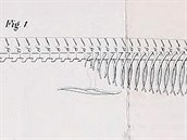 Jedna z hlavních příčin počátku nenávisti mezi oběma paleontology – Copeova...