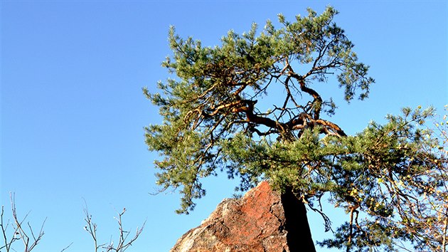 Pokroucen stromy na vrcholu Jouglovky