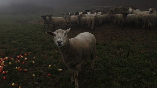 Na farm Petra Zahradnka z horsk osady Oerov u Sedloova.