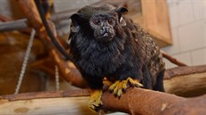 Chovný pár tamarínů žlutorukých uvidí návštěvníci děčínské zoo v expozici... Chovný pár tamarínů žlutorukých uvidí návštěvníci děčínské zoo v expozici...