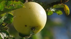 Odrda jablka Punové je typická pro celé eské stedohoí. Na Hlupici je...