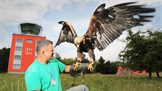 Sokolník Radek Staněk se s dravci stará o bezpečnost vzdušného prostoru Letiště... Sokolník Radek Staněk se s dravci stará o bezpečnost vzdušného prostoru Letiště...